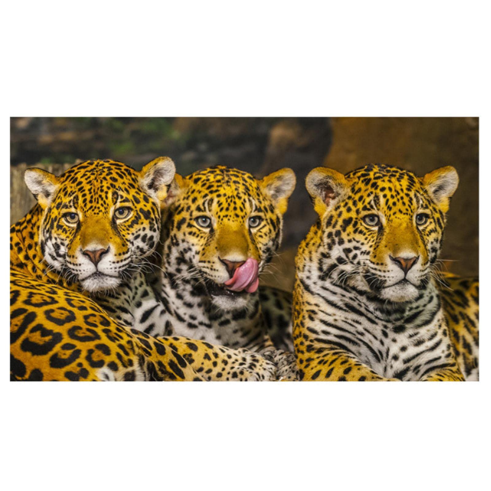 ジャガー 親子 絵画 アートパネル Amazon｜キャンバスに印刷かわいいジャガー家族のポスターと写真野生